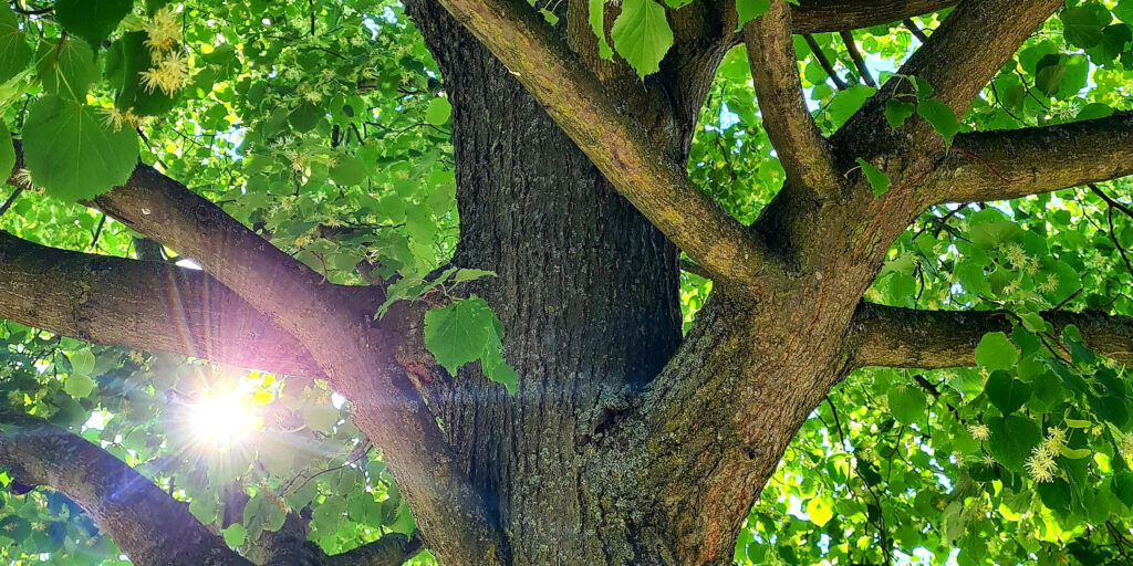 Headerwrap_Baum_3000x1500